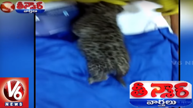 Airport Authorities Rescues Cheetah Cub From Passenger Baggage | Teenmaar News