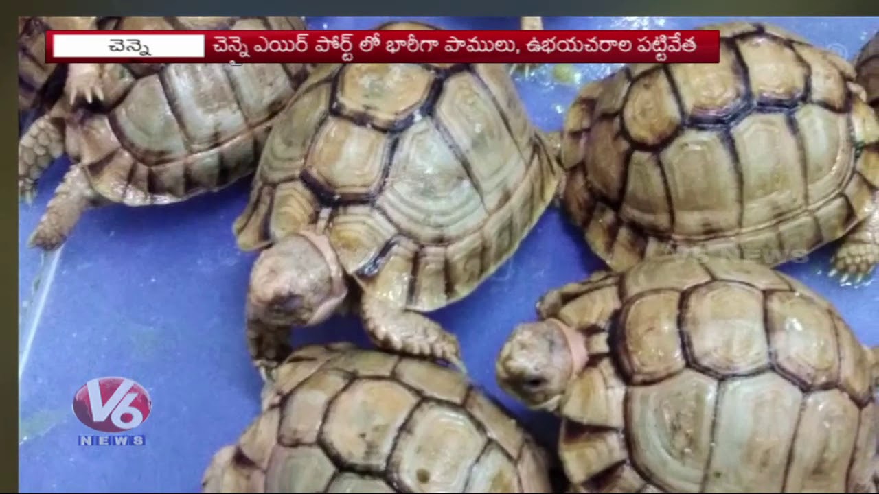 Exotic Reptiles Caught By Customs At Chennai Airport From A Student