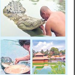 ప్రసాదం తినే మొసలి