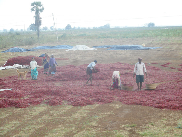 అకాల వర్షం..భారీగా పంట నష్టం