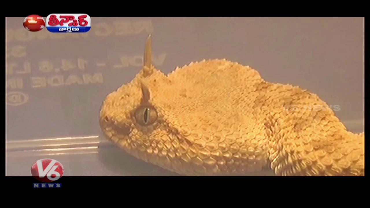 African Snake Among Exotic Animals Seized At Chennai Airport | Teenmaar News