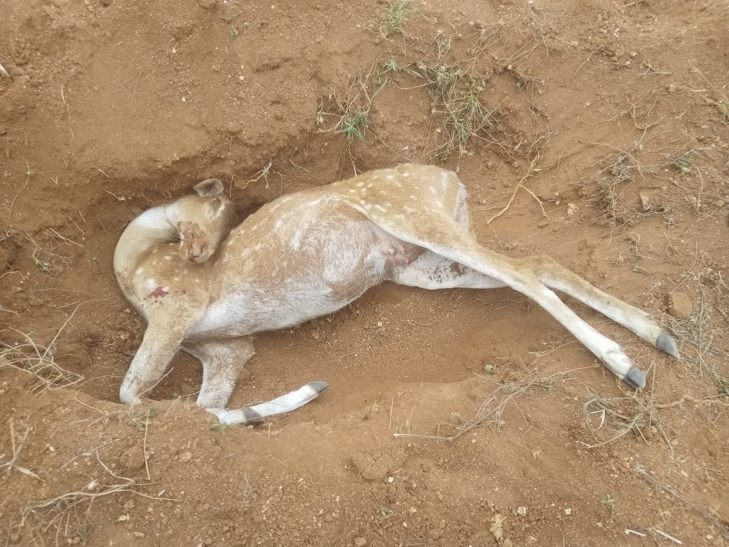 వేటగాళ్ల ఉచ్చుకు జింక బలి