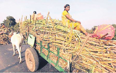 నాలుగు స్థానాల్లో బలాబలాల్ని డిసైడ్ చేసేది చెరకు రైతులే