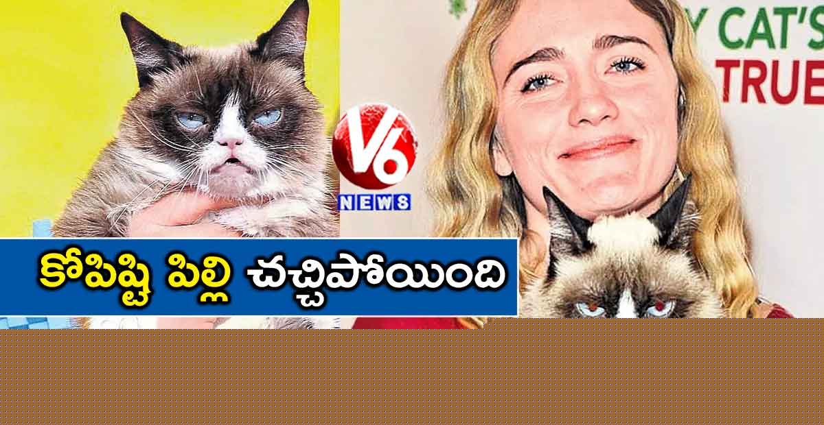 కోపిష్టి పిల్లి చచ్చిపోయింది