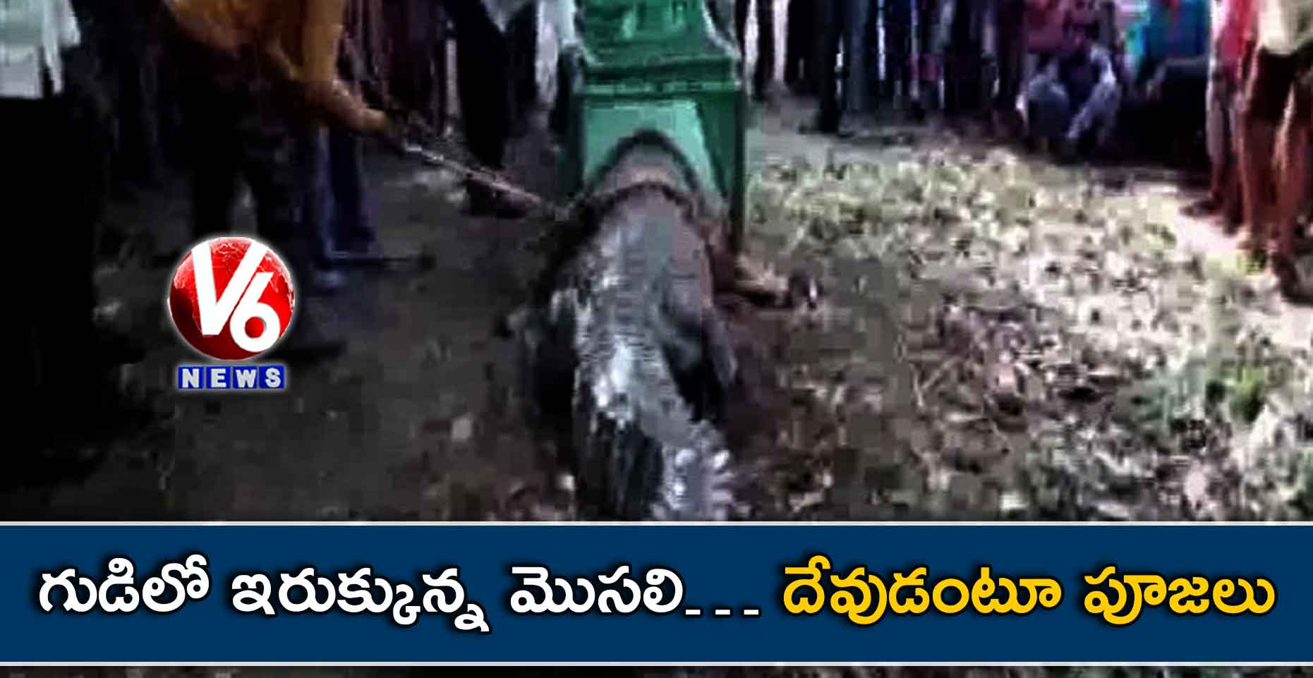 గుడిలో ఇరుక్కున్న మొసలి… దేవుడంటూ పూజలు