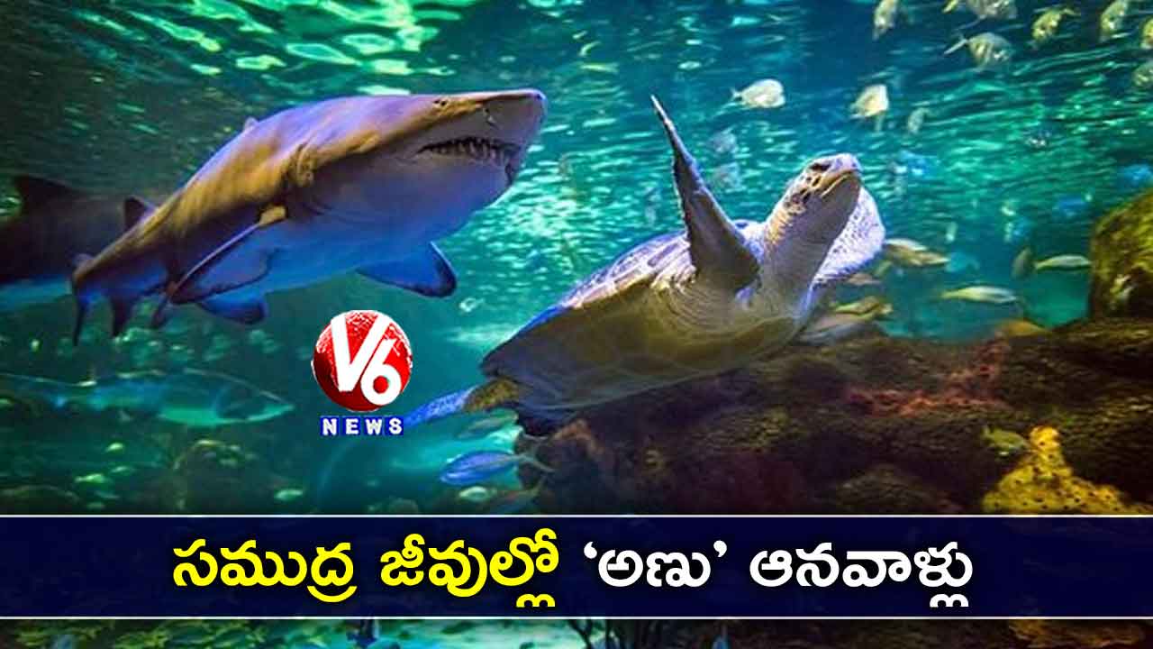 సముద్ర జీవుల్లో ‘అణు’ ఆనవాళ్లు