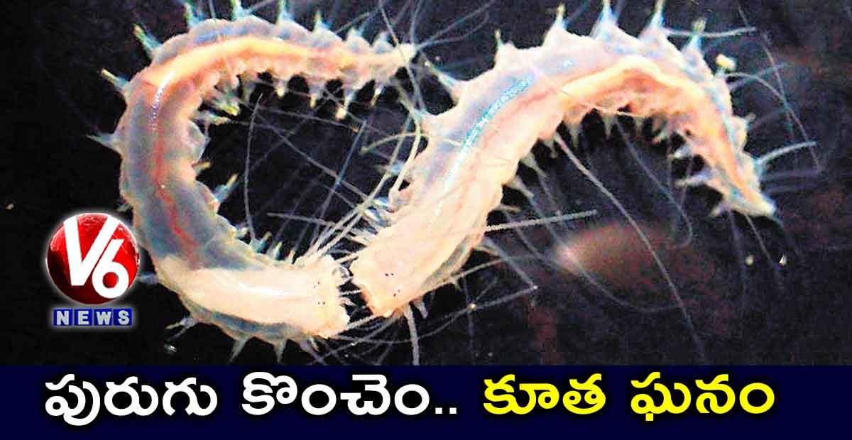 పురుగు కొంచెం.. కూత ఘనం…