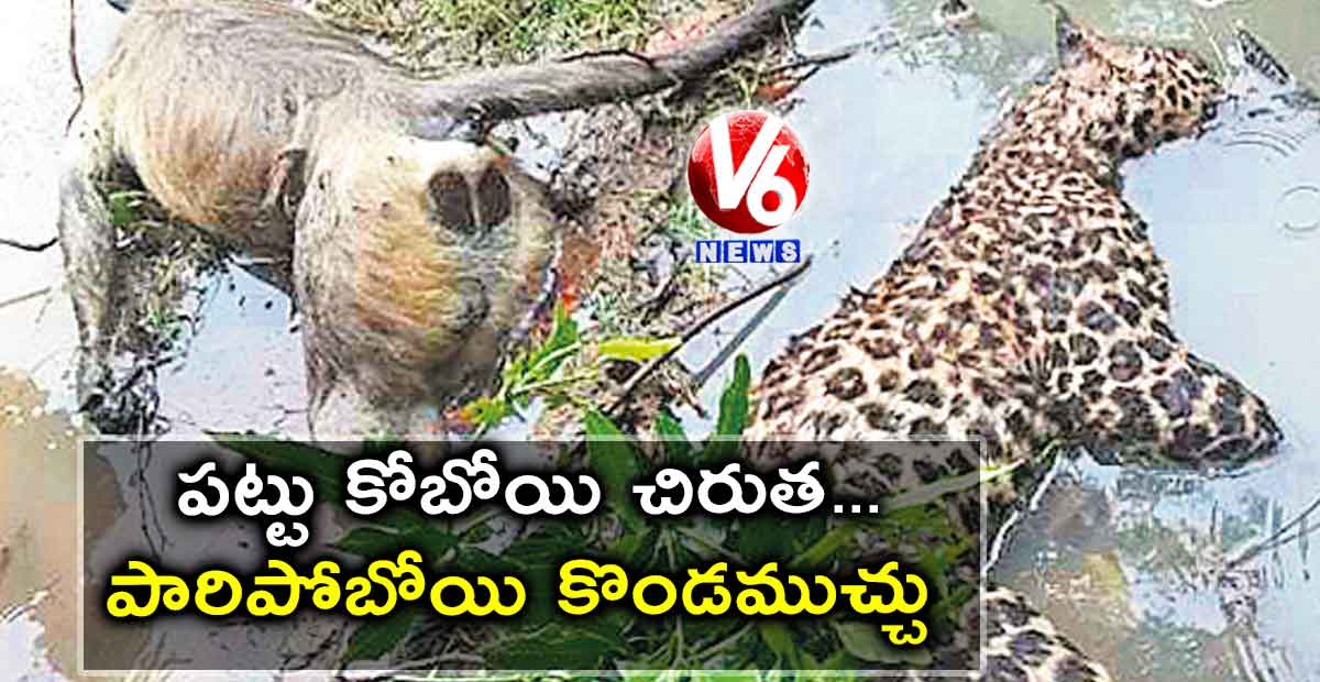 పట్టు కోబోయి చిరుత.. పారిపోబోయి కొండముచ్చు…