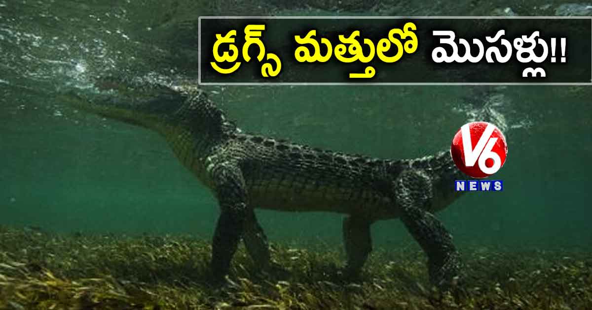 డ్రగ్స్‌‌‌‌‌‌‌‌ మత్తులో మొసళ్లు!!