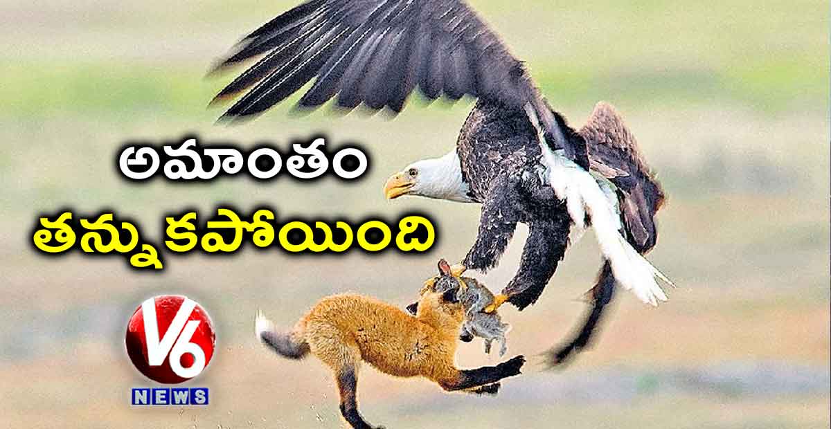 అమాంతం తన్నుకపోయింది