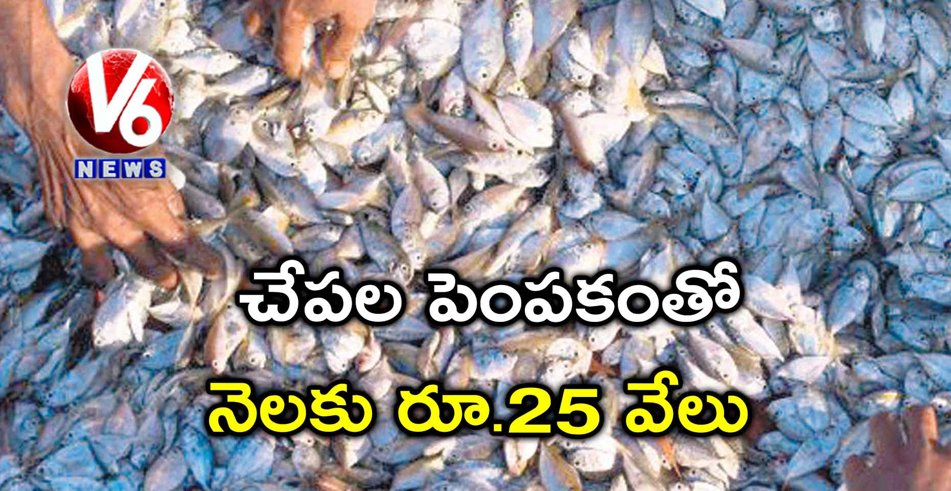 చేపల పెంపకంతో నెలకు రూ.25 వేలు