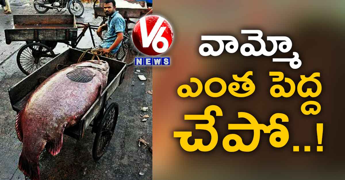 వామ్మో ఎంత పెద్ద చేపో..
