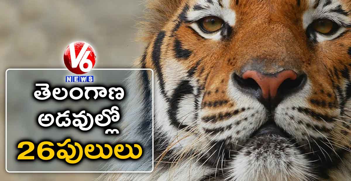 తెలంగాణ అడవుల్లో 26 పులులు