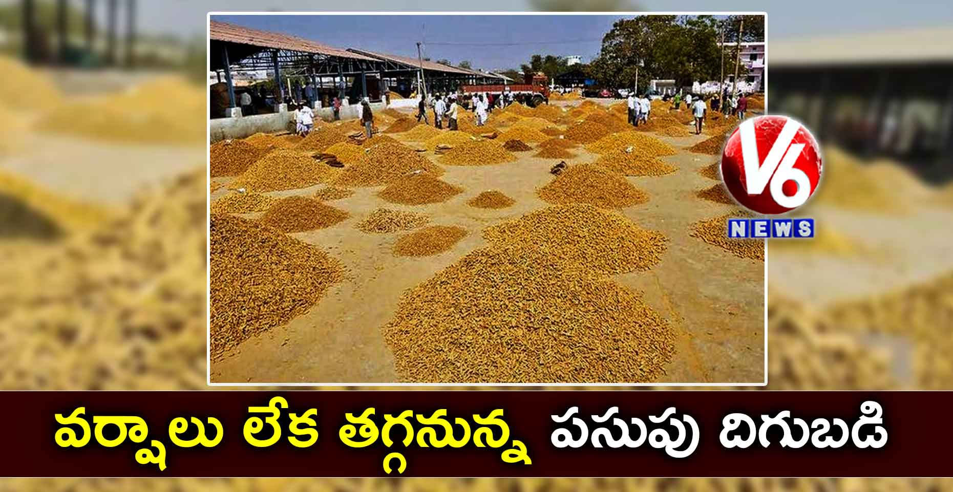 వర్షాలు లేక తగ్గనున్న పసుపు దిగుబడి