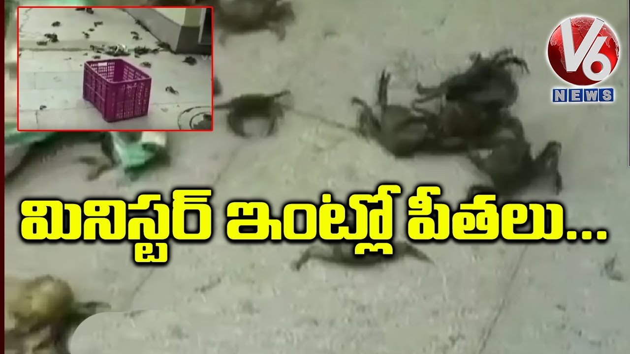 NCP Workers Throw Crabs At Minister House | Maharashtra