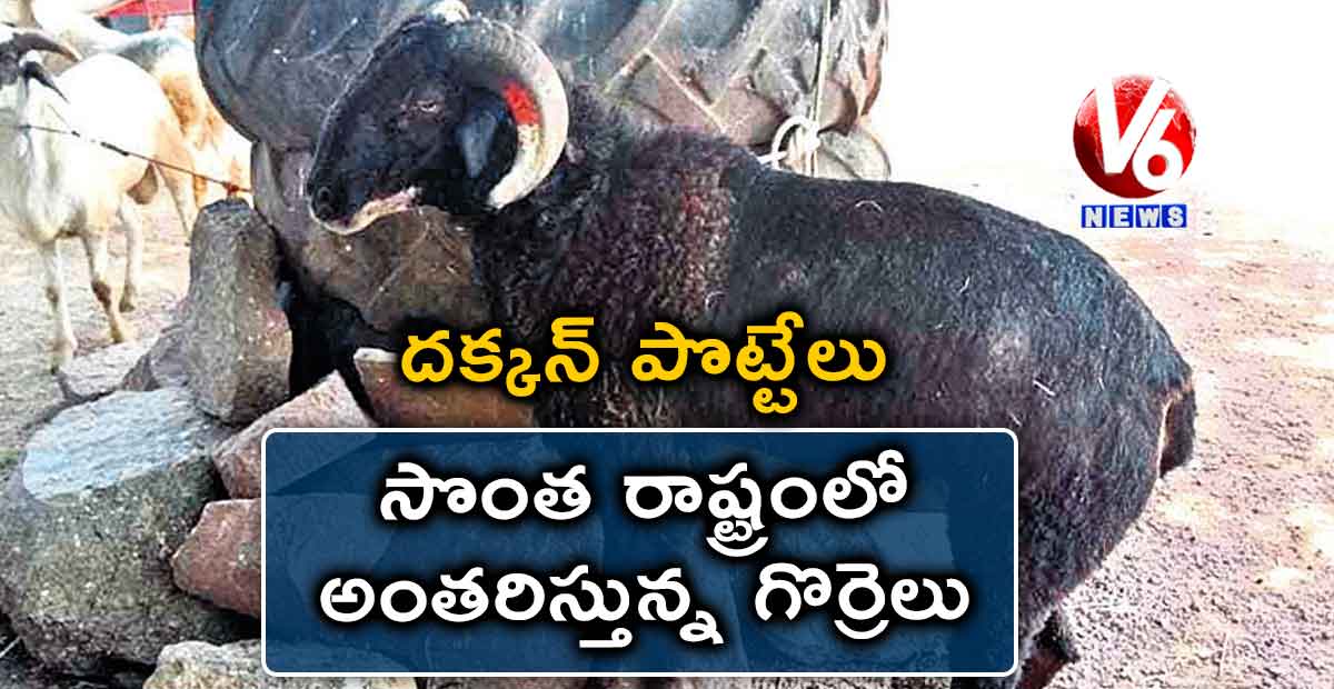దక్కన్ పొట్టేలు: సొంత రాష్ట్రంలో అంతరిస్తున్న గొర్రెలు