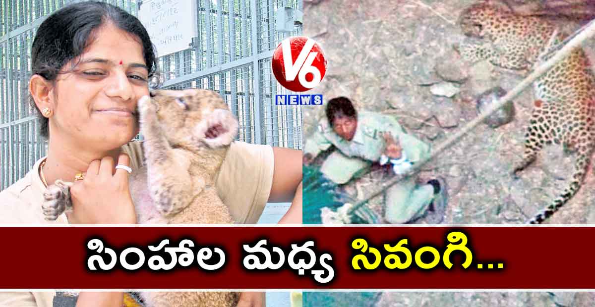 సింహాల మధ్య సివంగి…