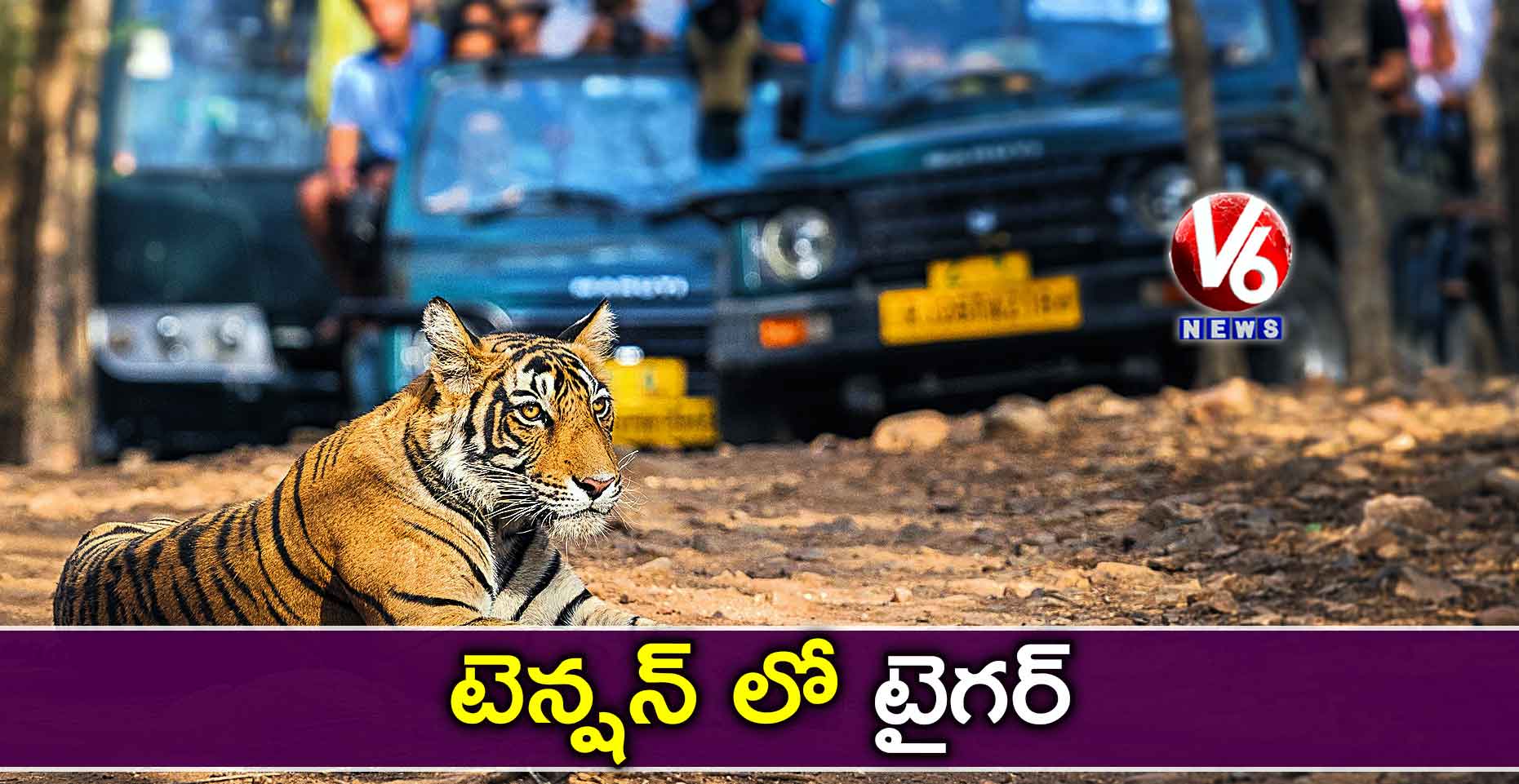 టెన్షన్ లో టైగర్