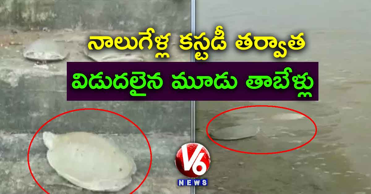 నాలుగేళ్ల కస్టడీ తర్వాత విడుదలైన మూడు తాబేళ్లు
