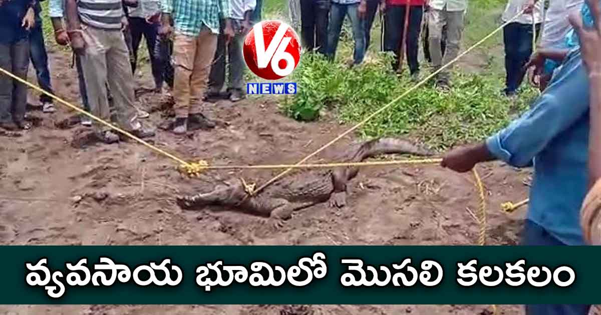 వ్యవసాయ భూమిలో మొసలి కలకలం