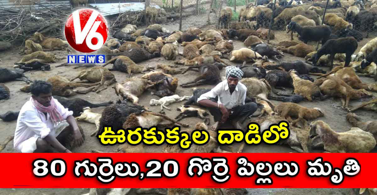 ఊరకుక్కల దాడిలో 80,గుర్రెలు,20 గొర్రె పిల్లలు మృతి