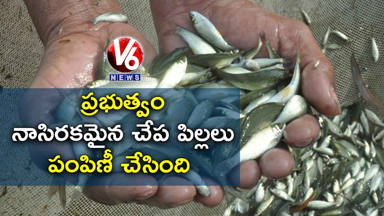 ప్రభుత్వం నాసిరకమైన చేప పిల్లలు పంపిణీ చేసింది