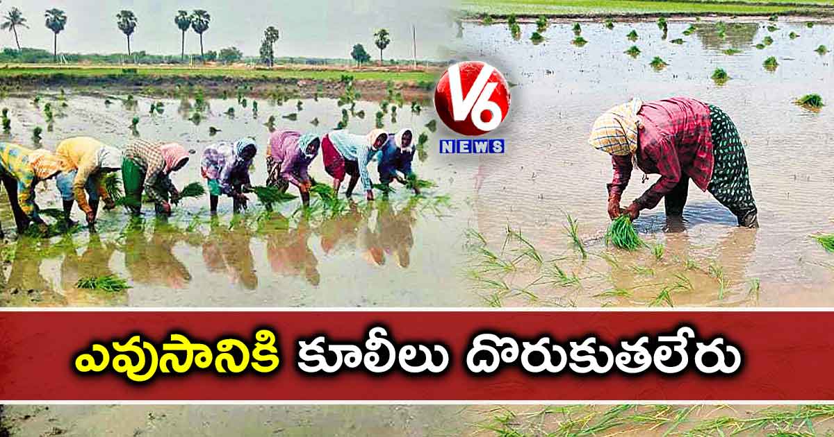 ఎవుసానికి కూలీలు దొరుకుతలేరు