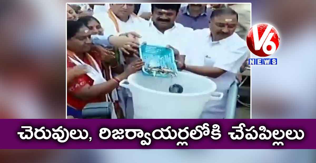 చెరువులు, రిజర్వాయర్లలోకి చేపపిల్లలు