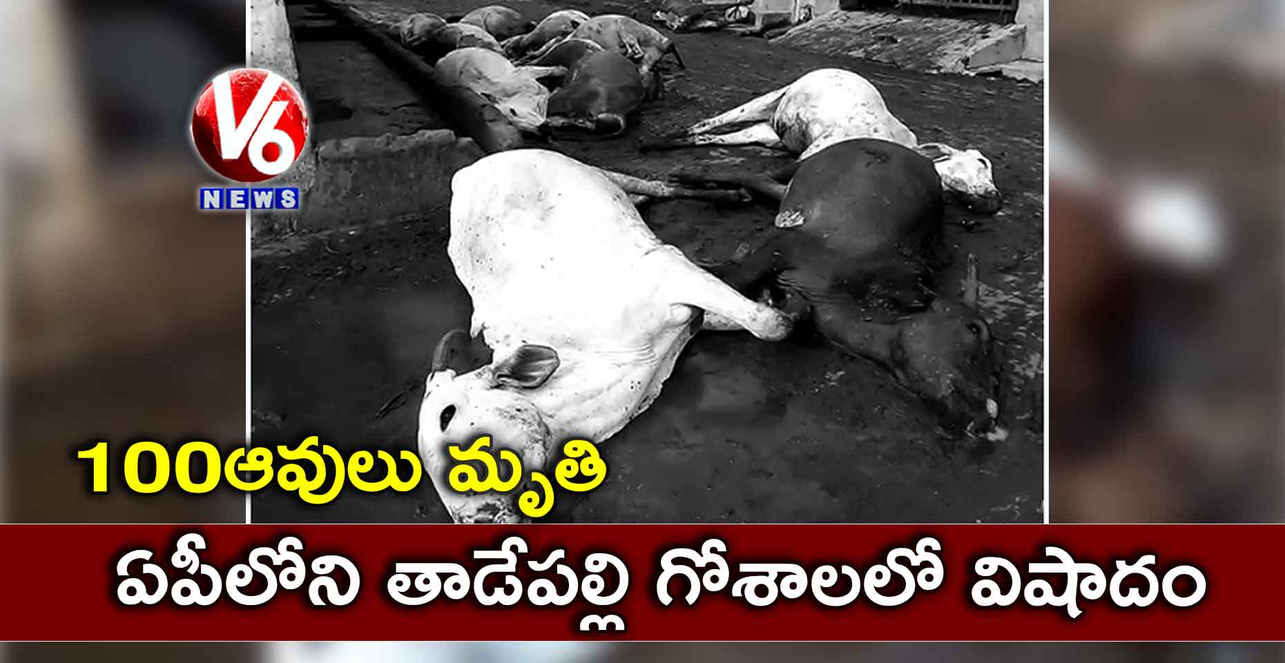 ఏపీలోని తాడేపల్లి  గోశాలలో  విషాదం: 100 ఆవులు మృతి