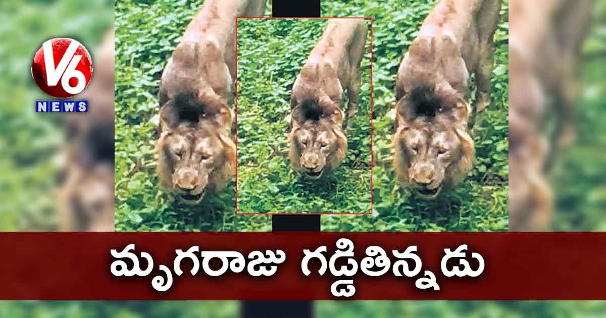 మృగరాజు గడ్డితిన్నడు