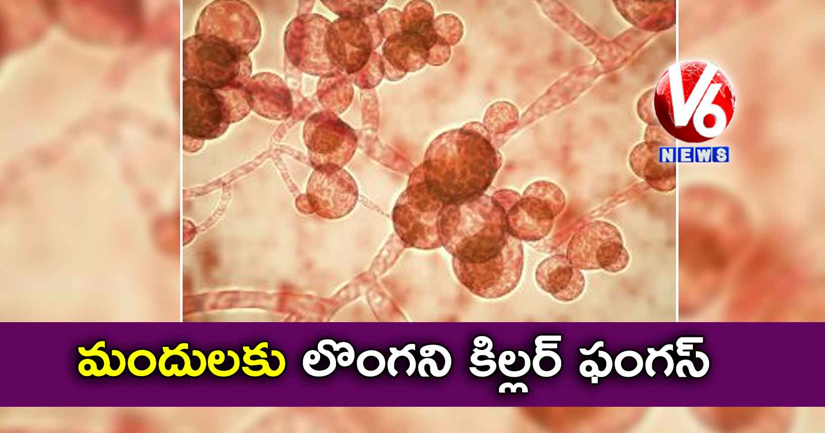 మందులకు లొంగని కిల్లర్ ఫంగస్