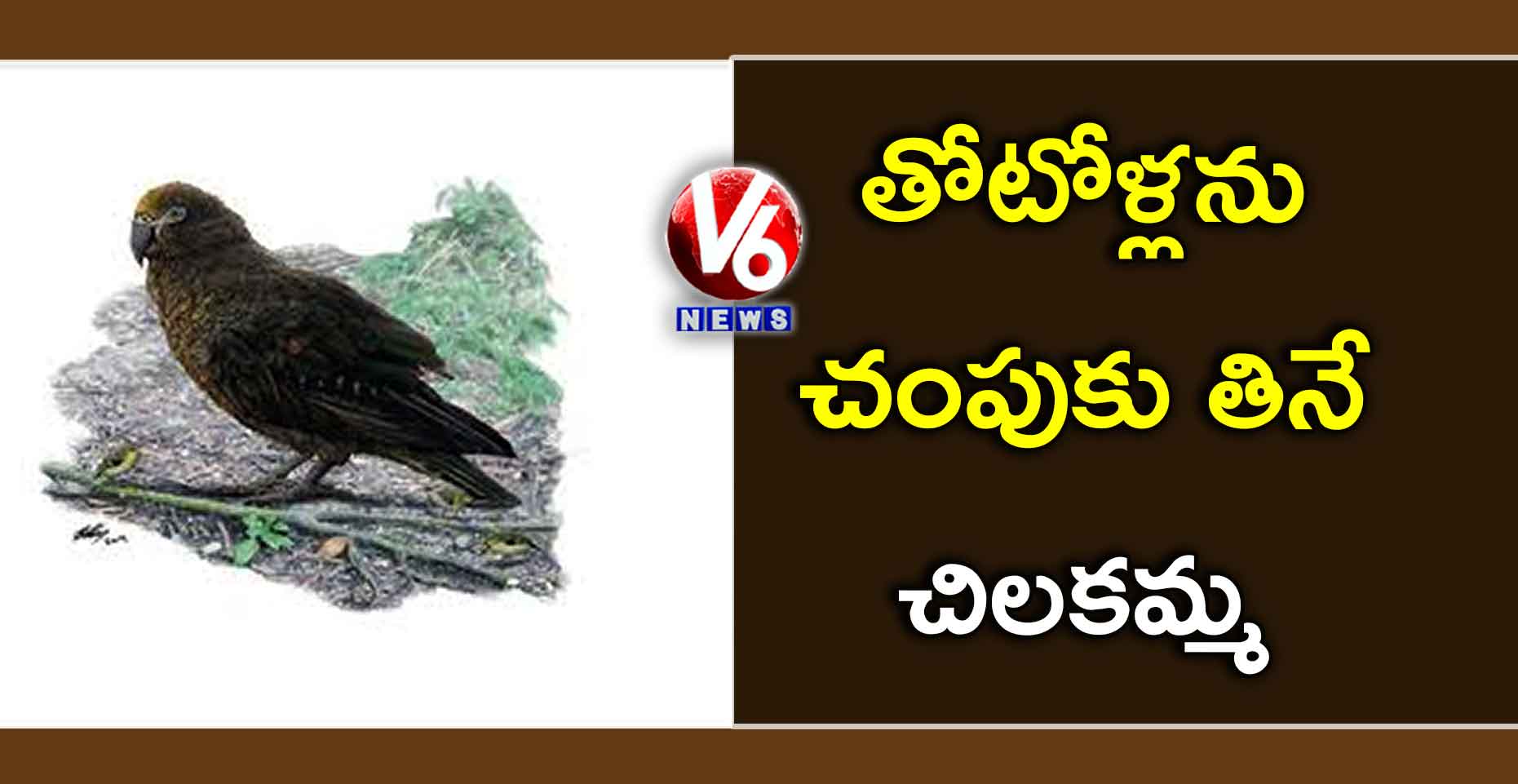 తోటోళ్లను చంపుకు తినే చిలకమ్మ