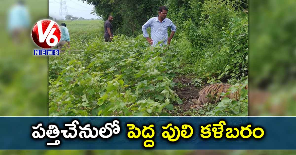 పత్తిచేనులో పెద్ద పులి కళేబరం