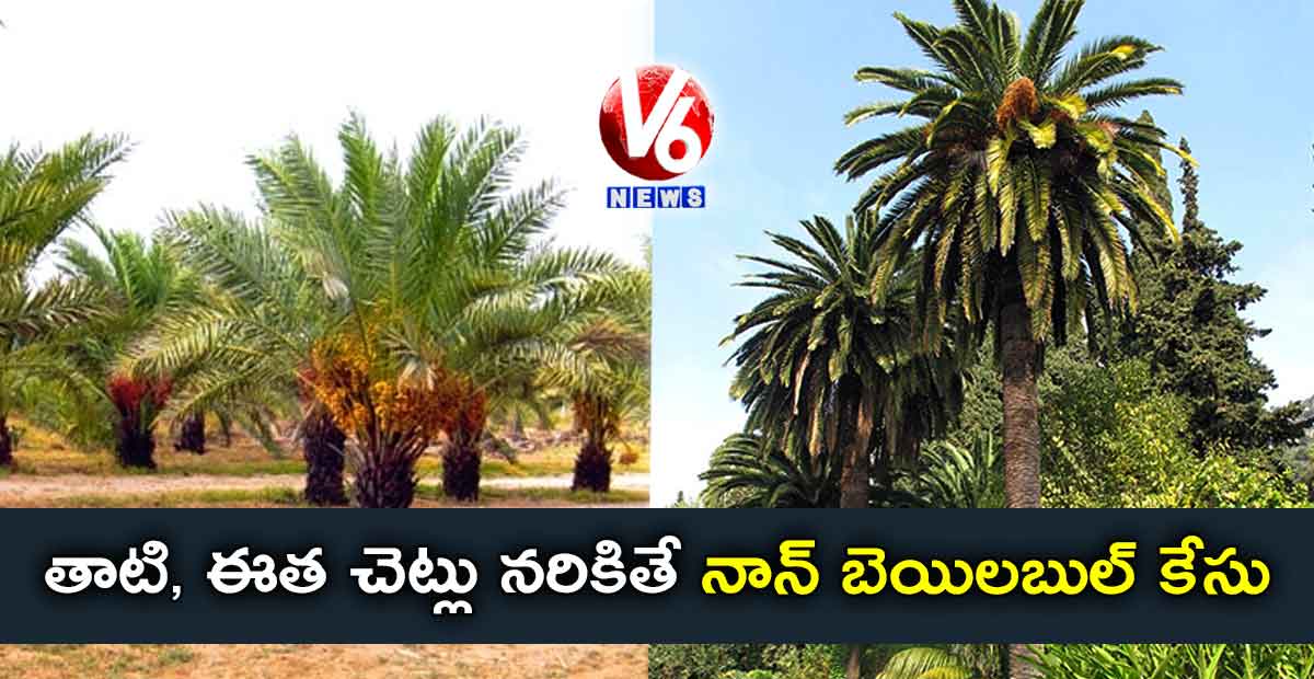 తాటి, ఈత చెట్లు నరికితే నాన్ బెయిలబుల్ కేసు