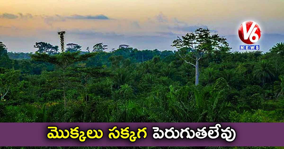 మొక్కలు సక్కగ పెరుగుతలేవు