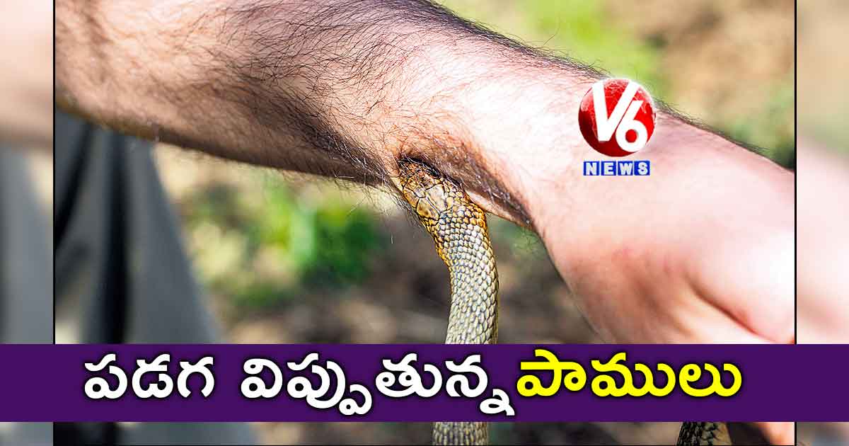 పడగ విప్పుతున్నపాములు