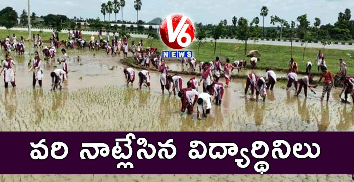 వరి నాట్లేసిన విద్యార్థినిలు