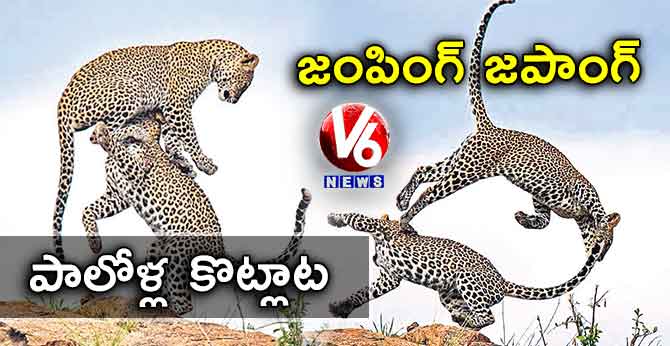 జంపింగ్ జపాంగ్..పాలోళ్ల కొట్లాట