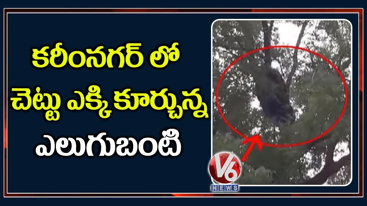 Wild Bear that caused a scare in Molangur | Karimnagar