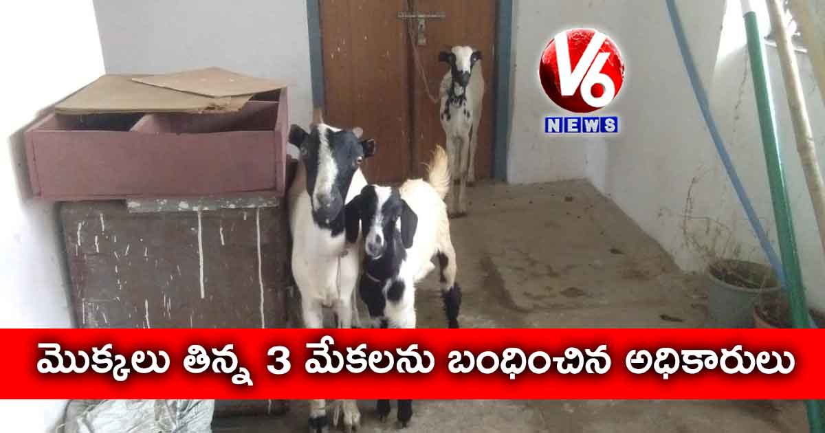 మొక్కలు తిన్న 3 మేకలను బంధించిన అధికారులు