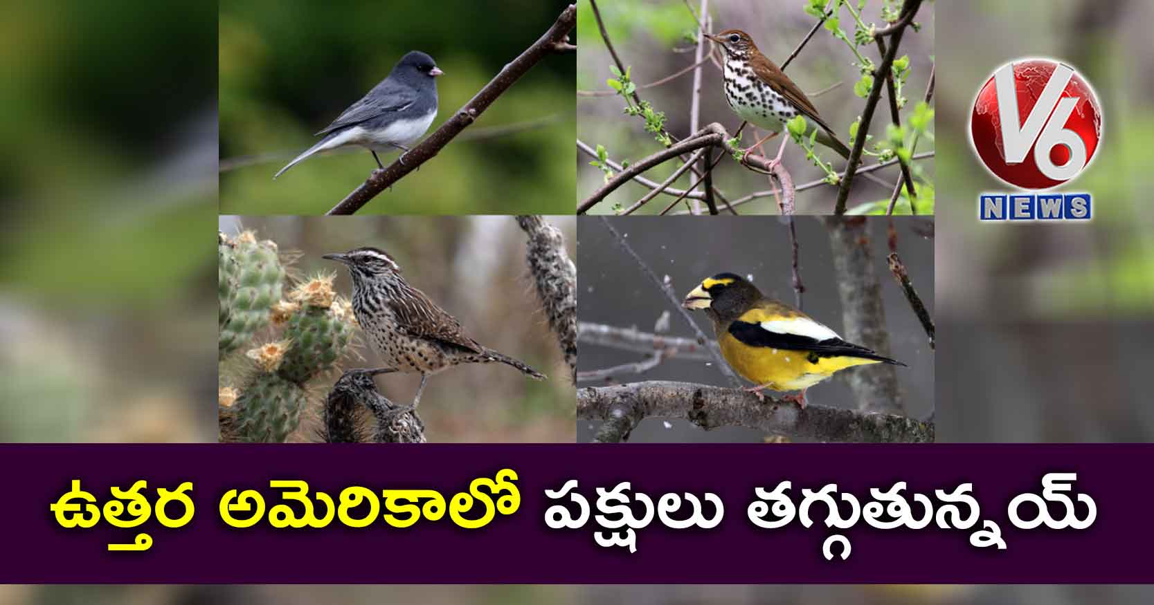 ఉత్తర అమెరికాలో పక్షులు తగ్గుతున్నయ్