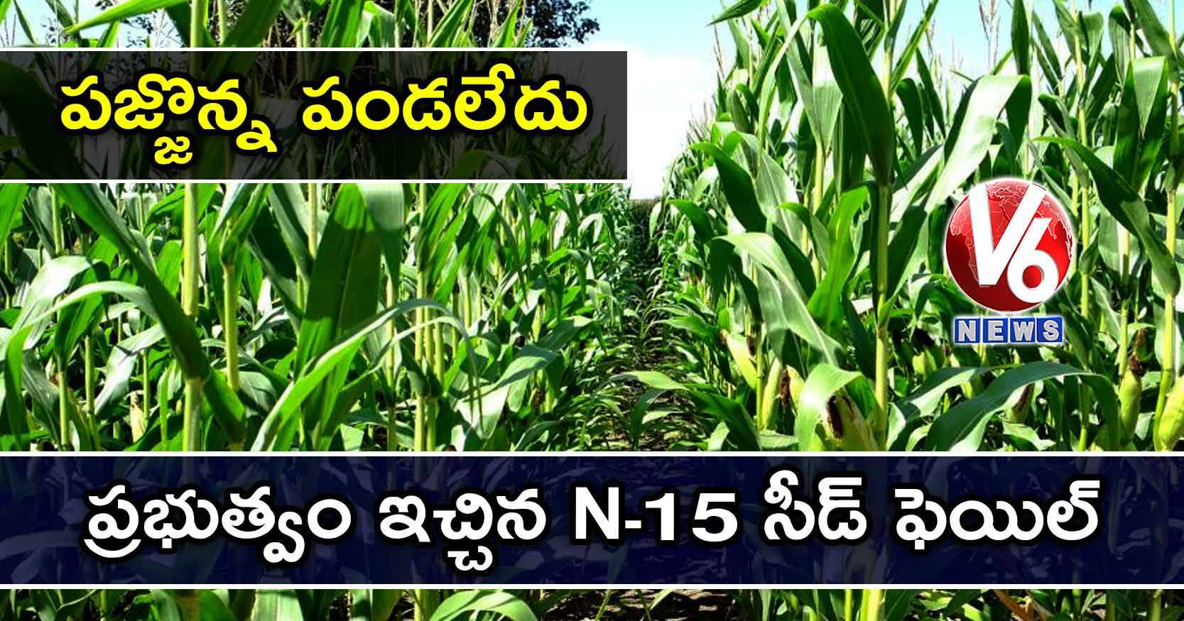 పజ్జొన్న పండలేదు: ప్రభుత్వం ఇచ్చిన N-15 సీడ్ ఫెయిల్