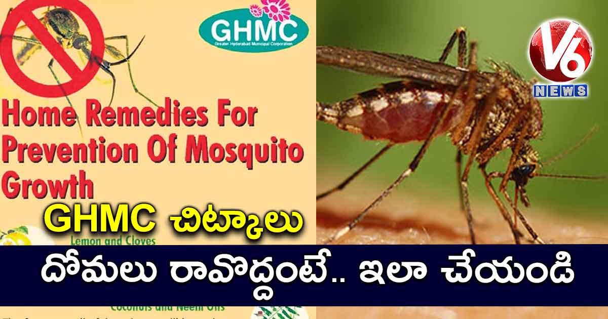 దోమలు రావొద్దంటే.. ఇలా చేయండి: GHMC చిట్కాలు