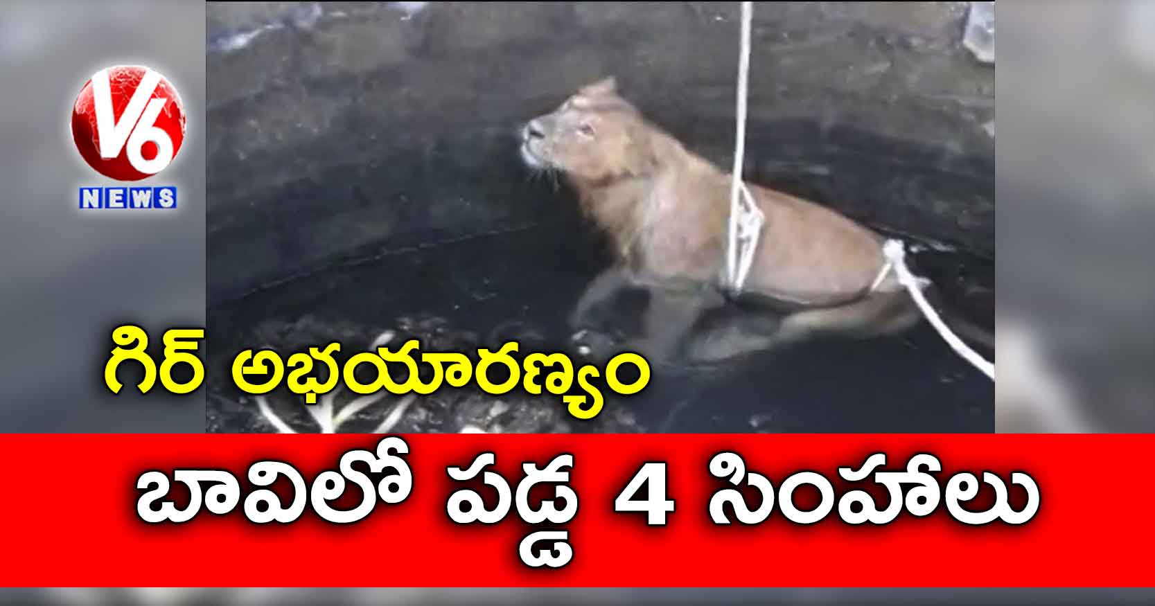 గిర్ అభయారణ్యం: బావిలో పడ్డ 4 సింహాలు