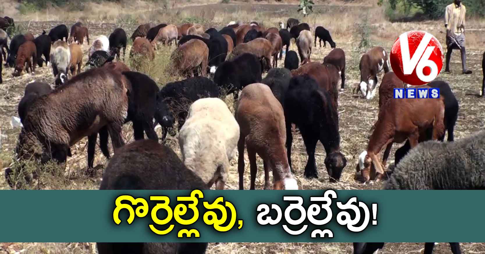 గొర్రెల్లేవు, బర్రెల్లేవు!