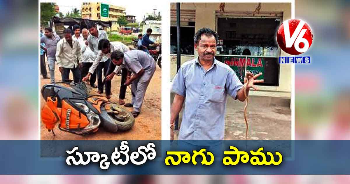 స్కూటీలో నాగు పాము