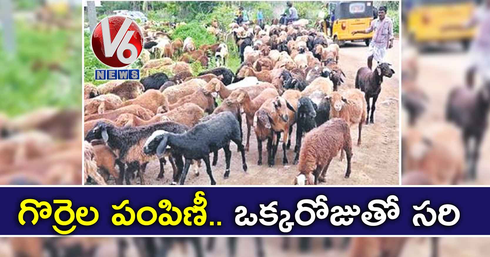 గొర్రెల పంపిణీ.. ఒక్కరోజుతో సరి