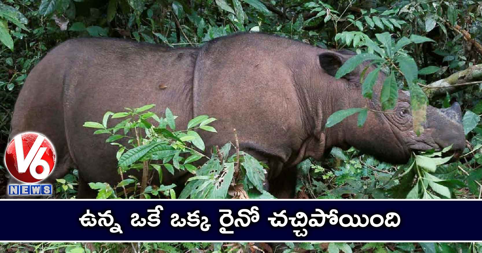 ఉన్న ఒకే ఒక్క రైనో చచ్చిపోయింది