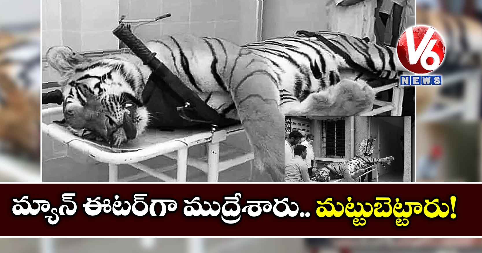 మ్యాన్​ ఈటర్​గా ముద్రేశారు.. మట్టుబెట్టారు!