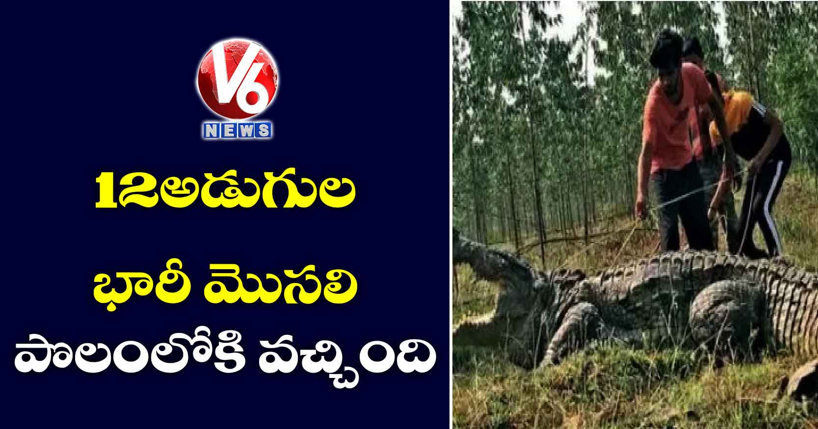 12 అడుగుల భారీ మొసలి.. పొలంలోకి వచ్చింది